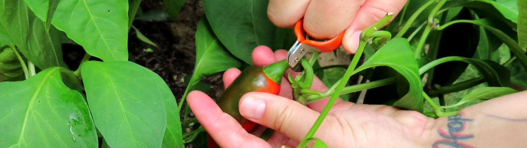 handy safety knife close up